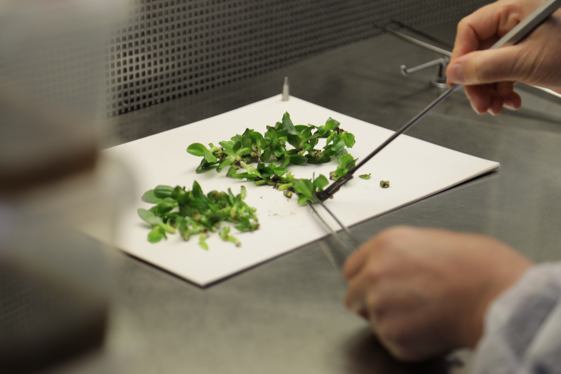 A A 20251222 40050209 40050203 S A T S O H E Y E T I D O K U K U L T U R U L A B O R A T U V A R L A R I N I B A S I N M E N S U P L A R I N A T A N I T T I