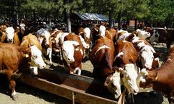 2018'de hayvan üreticisine ne kadar destek yapılacak
