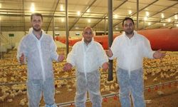 Çiftlik sahipleri tavuk üretimini durduruyor
