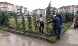 Karasu’da 5 bin ağaç toprakla buluştu