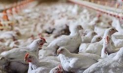 Tavukta kriz: Üretim yüzde 80 azaldı, fiyatlar artabilir