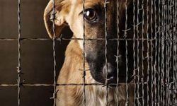 Kocaali'de kan donduran olay! Köpeğe şiddetli tecavüz...