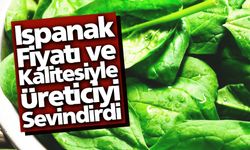 Ispanak fiyatı ve kalitesiyle üreticiyi sevindirdi