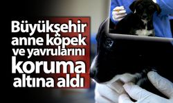 Büyükşehir anne köpek ve yavrularını koruma altına aldı