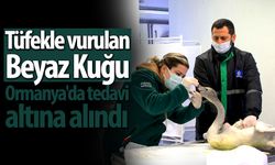 Tüfekle vurulan beyaz kuğu Ormanya'da tedavi altına alındı