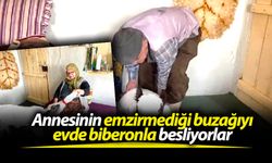 Annesinin emzirmediği buzağıyı evde biberonla besliyorlar