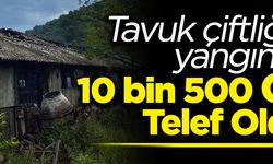 Tavuk Çiftliğinde Feci Yangın