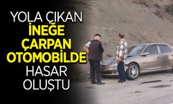 Yol Ortasına Atlayan İneğe Çarptı