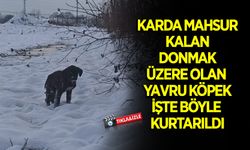 Yavru Köpek Donmaktan Kurtarıldı