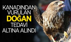 Kanadından Vurulan Doğan Tedavi Altına Alındı
