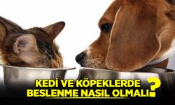 Kedi ve köpeklerde beslenme nasıl olmalı?