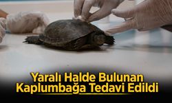 Yaralı Halde Bulunan Kaplumbağa Tedavi Edildi