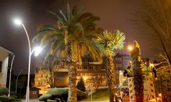 Büyükşehir Şehrin Süsü Olan Palmiyeleri Şimdi Yaza Hazırlıyor
