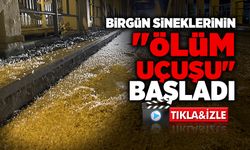 Sakarya'da Birgün Sineklerinin 'Ölüm Uçuşu' Başladı