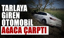 Tarlaya Giren Otomobil Ağaca Çarptı