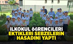 İlkokul Öğrencileri Ektikleri Sebzelerin Hasadını Yaptı