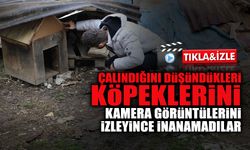 Çalındığını Düşündükleri Köpeklerini Kurtlar Götürdü