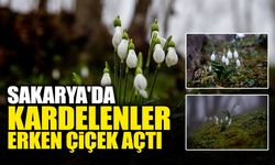 Sakarya'da Kardelenler Erken Çiçek Açtı