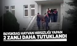 Büyükbaş Hayvan Hırsızlığı Yapan 2 Zanlı Tutuklandı