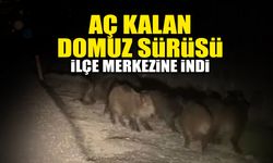 Aç Kalan Domuz Sürüsü İlçe Merkezine İndi