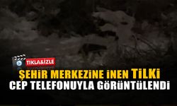 Şehir Merkezine İnen Tilki Cep Telefonuyla Görüntülendi