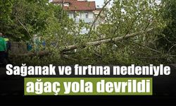 Sağanak ve Fırtına Nedeniyle Ağaç Devrildi