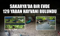 Sakarya'da Bir Evde 129 Yaban Hayvanı Bulundu