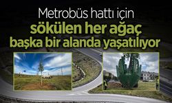 Sökülen Her Ağaç Başka Bir Alanda Yaşatılıyor