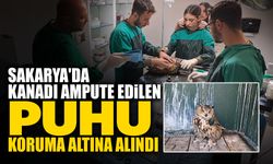 Kanadı Ampute Edilen Puhu Koruma Altına Alındı