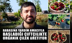 Yardım Amacıyla Başladığı Çiftçilikte Organik Çilek Üretiyor