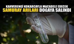 Sakarya'da Samuray Arıları Doğaya Salındı