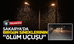 Sakarya'da Birgün Sineklerinin 'Ölüm Uçuşu'