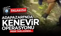 Adapazarı’nda Kenevir Operasyonu!