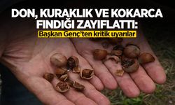 Kokarca ve Kuraklık Fındığı Vurdu