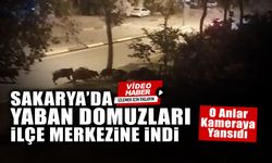 Sakarya’da Yaban Domuzları İlçe Merkezine İndi