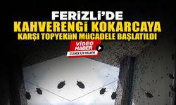 Kahverengi Kokarcaya Karşı Topyekün Mücadele