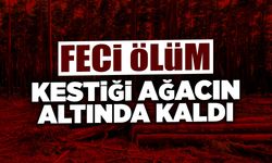 Feci Ölüm: Kestiği Ağacın Altında Kaldı