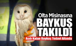 Olta Misinasına Baykuş Takıldı!