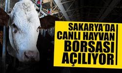 Sakarya'da Canlı Hayvan Borsası Açılıyor!