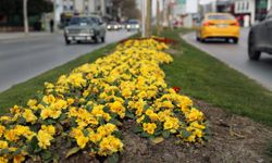 Sakarya Bayram İçin Büyükşehirle Çiçek Açtı