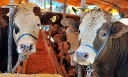 Veteriner Hekim Mustafa Yıldız’dan Kurban Uyarısı: "Dişi Hayvan Kesmeyelim"