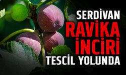 Serdivan Ravika İnciri Tescil Yolunda