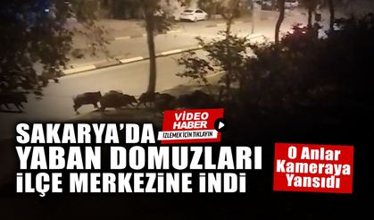 Sakarya’da Yaban Domuzları İlçe Merkezine İndi