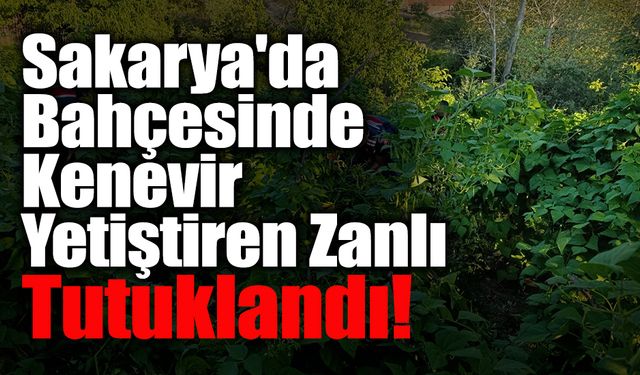 Bahçesinde Kenevir Yetiştiren Zanlı Tutuklandı