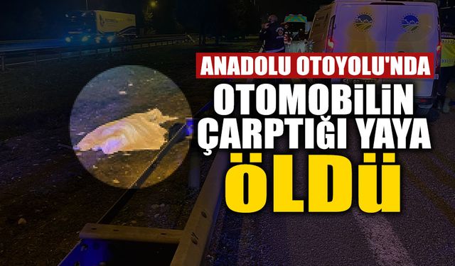 Anadolu Otoyolu'nda Feci Kaza: Otomobilin Çarptığı Yaya...