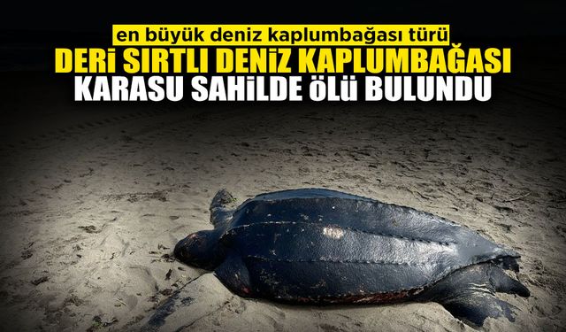 Deri Sırtlı Deniz Kaplumbağası Karasu Sahilde Ölü Bulundu