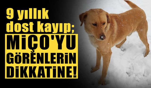 Miço'yu Görenlerin Dikkatine!