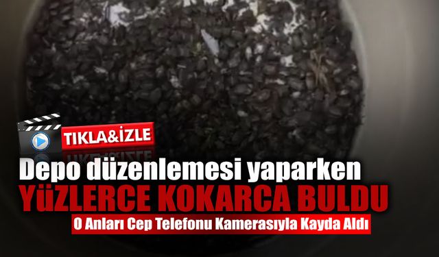 Depo Düzenlemesi Yaparken Yüzlerce Kokarca Buldu