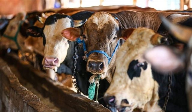 Büyükşehir’den Kurban Bayramı Öncesi Kaçan Kurbanlıklar İçin Eğitim