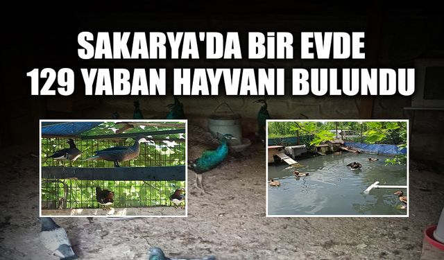 Sakarya'da Bir Evde 129 Yaban Hayvanı Bulundu